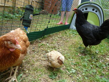 ¡Las codornices pueden vivir con las gallinas!