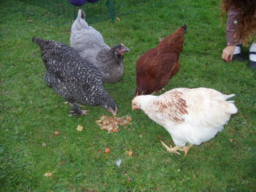Mis hijas Serafina, Dave, Buck Buck Baar y Amber comiendo papilla de pollo