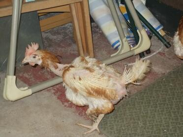 Pobre pollo rescatado, uno de los cinco que recogimos el dominGo, comen bien y los mantenemos calientes.