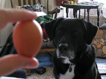 Perro hipnotizado por un huevo diminuto.