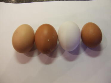 El primer día de 4 huevos