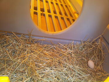 Uno de los primeros huevos de nuestras gallinas enanas