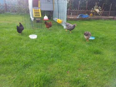 A pesar del gran jardín, van obedientemente a poner sus huevos en el hermoso y suave nido :-)