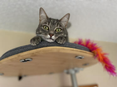 Chloe adora su plataforma alta