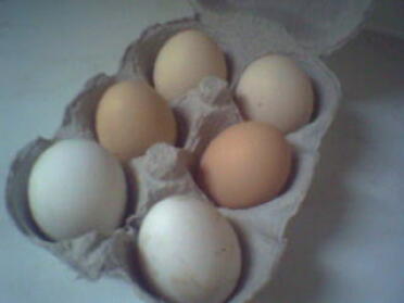 Huevos Frescos, Blanco - Estrella Blanca, Marrón Oscuro - Estrella Brack, Marrón Claro - Pekin Bantam