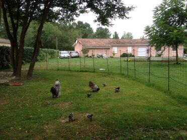 Pollos en la hierba, rodeados de Omlet valla para pollos