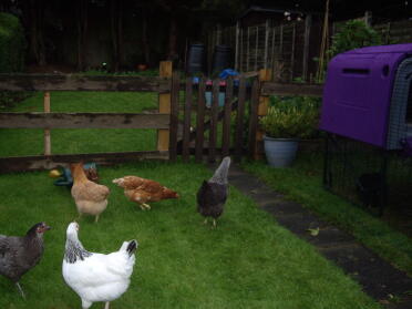 ¡Las chicas exploran el jardín por completo, incluso picoteando la regadera!