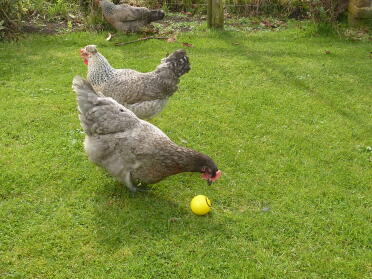 3 pollos con uno picoteando una pelota