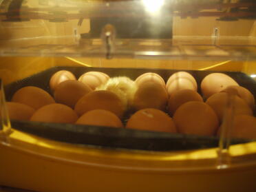 18 huevos incubados en mi nueva incubadora brinsea