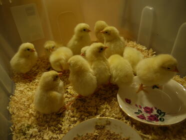 He incubado 18 huevos de gallina en mi nueva incubadora brinsea