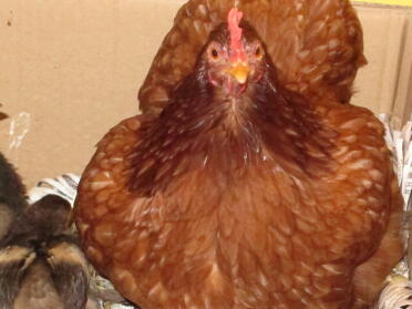KFC, quien es fotografiada escapó con sus hermanas en un tazón de madera y huevos.