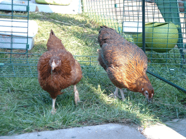 (Primer día) ¡Un pequeño paso para las gallinas, un gran salto para las gallinas!