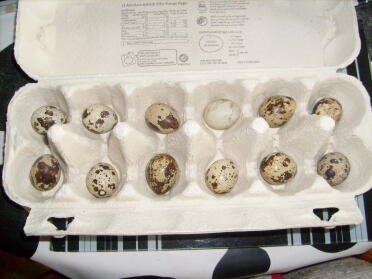 Los huevos de codorniz son mucho más pequeños que los huevos de gallina normales.