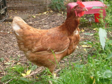 Pollo en el jardín