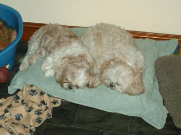 Millie y Shui descansando