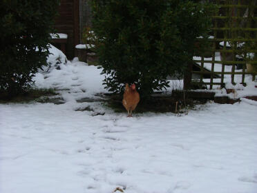 Chikki había encontrado un parche sin nieve debajo del laurel, pero estaba preocupado por cómo volver a la carrera.