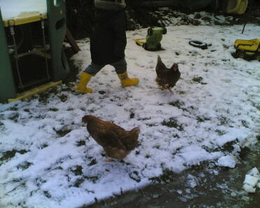 Pollos en la nieve