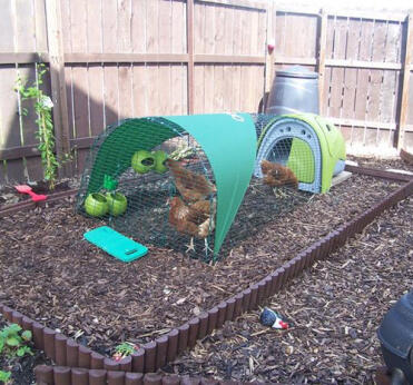 Verde Eglu gallinero con corral, cubierta de sombra y 3 pollos