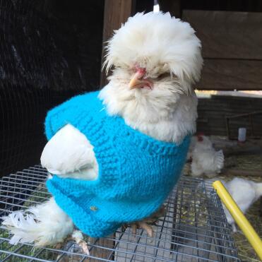 Suéter de pollo 