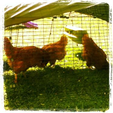 Mis 3 nuevas gallinas llegaron durante la final masculina de wimbledon :)