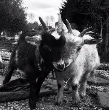 Dave (izquierda) y pete, mi pigmeo Goats 