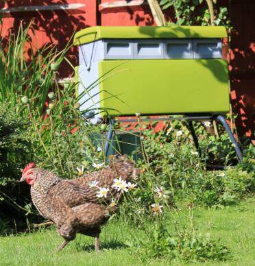 Beehaus con gallinas de jardín