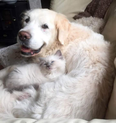 Bailey cuidando del último gatito