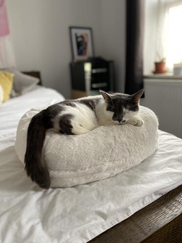 ¡a mi gato le encanta su nueva cama Omlet doughnut bed! 