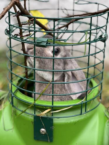 A nuestros conejos les encanta la torre mirador que es perfecta para Godsaker y Gos.