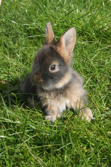 Lindo conejo esponjoso sentado en la hierba