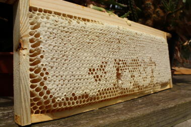 Una sección de miel tapada