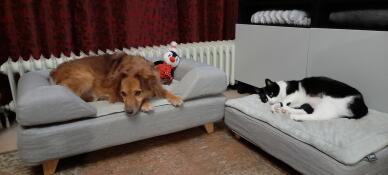 Perro y gato durmiendo en sus camas para perros Omlet Topology 
