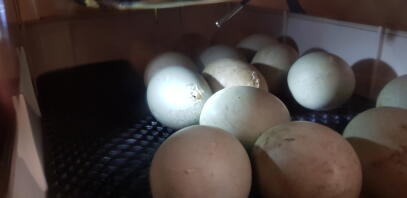 Huevos de Cayuga para incubar - criador JM Williams