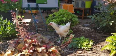 Una gallina blanca en un jardín con un Eglu Cube detrás