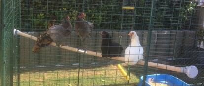 Un montón de pollos grises, marrones y blancos en un poste de madera en un corral.