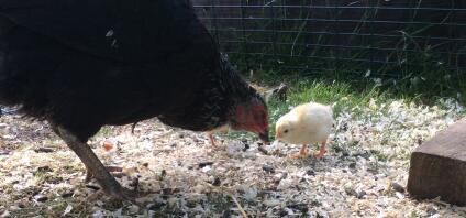 Lo mejor que verás en la crianza de gallinas es el vínculo entre una gallina y sus polluelos.