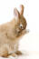 Un conejo enano holandés limpiándose, mostrando sus hermosas orejas