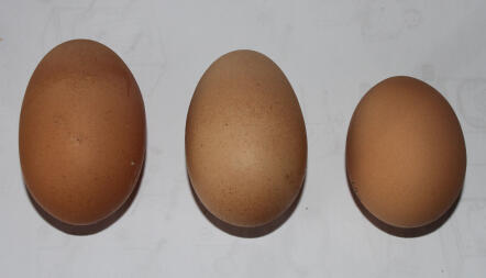 Diferentes tamaños de huevos de 3 de mis ex chicas de batería