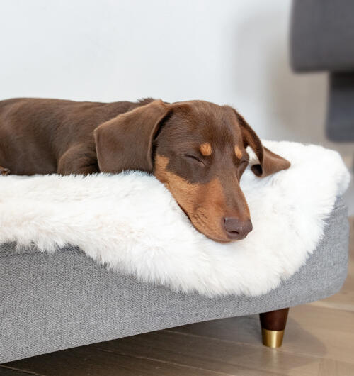 Perro salchicha durmiendo en Topology cama para perros con topper de piel de oveja blanca y pies con remates de latón.