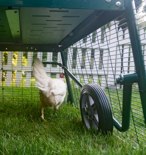 Un pollo junto a las ruedas Eglu fijadas al corral.