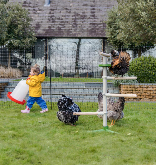 Un niño junto a unas gallinas jugando en una percha independiente con una valla para gallinas al fondo.