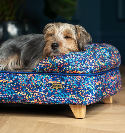 Pequeño perro desaliñado descansando es la cabeza en el lado de un neón estampado cama para perros bolster