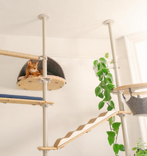 Un gato se sentó en lo alto de la plataforma de la guarida adosada al árbol para gatos de interior Freestyle.