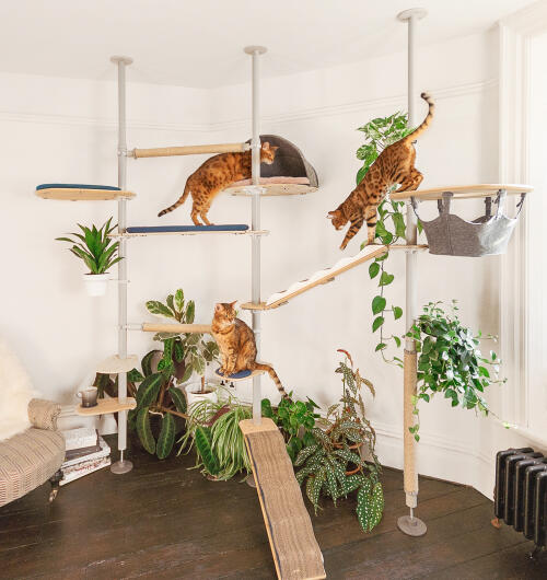 Un gran árbol para gatos de interior Freestyle con varios accesorios.