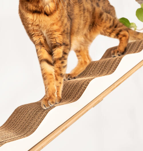 Un gato encima del rascador de cartón ondulado