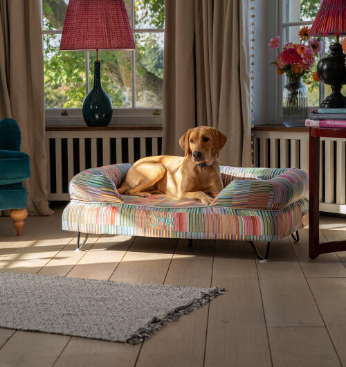 Labrador sentado en cama de perro grande bolster en colorido pawsteps impresión eléctrica.