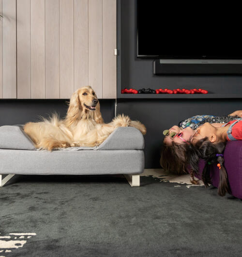 GalGo afgano sentado en Topology cama para perros de espuma viscoelástica con cojín personalizable y patas de raíl blanco. tres niñas están tumbadas boca abajo en el sofá de al lado.