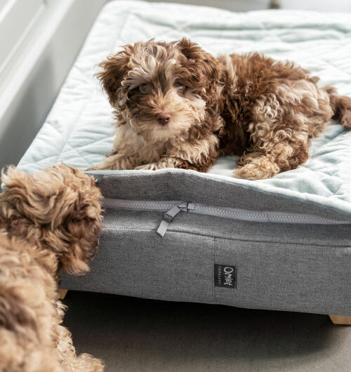 Cachorro cockapoo sentado en Topology cama de perro con topper acolchado gris.