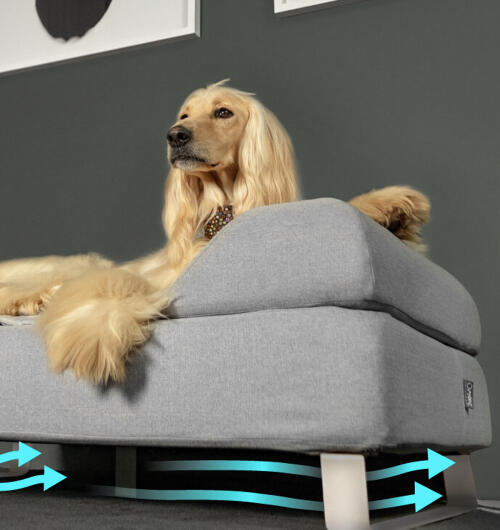 Afghan hound sentado en una cama elevada para perros Topology con cojín superior y patas de barandilla blancas.