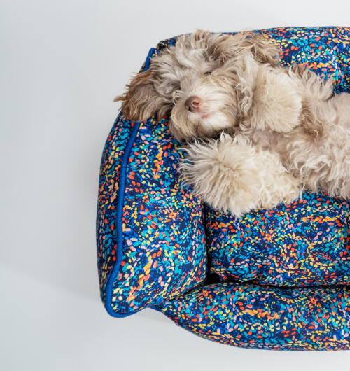 Perro esponjoso tumbado en una cama nido de colores neón